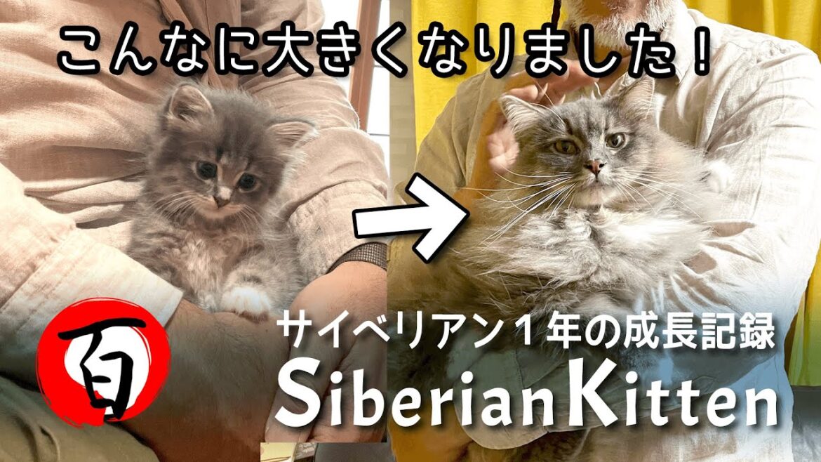 サイベリアン子猫【1年間の成長】こんなに大きくてモフモフになりました！