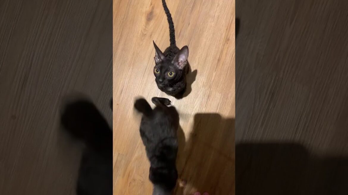 Cornish Rex cats /Kittens / Katzen!!! Cornish  Rex reaction if we cut raw turkeys breast!!!