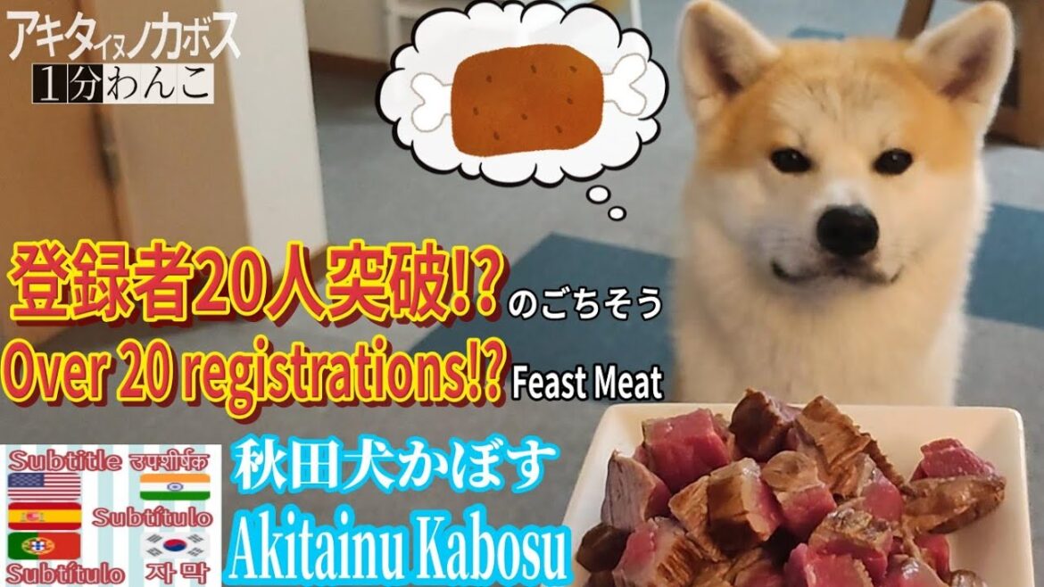 【驚愕の厚切りステーキ】秋田犬かぼす・登録者20人突破記念!? 疑惑のご褒美ステーキ　#秋田犬 #癒やしのペット動画 #犬 #癒やし #akitainu #おもしろ #かわいい #1分ワンコ