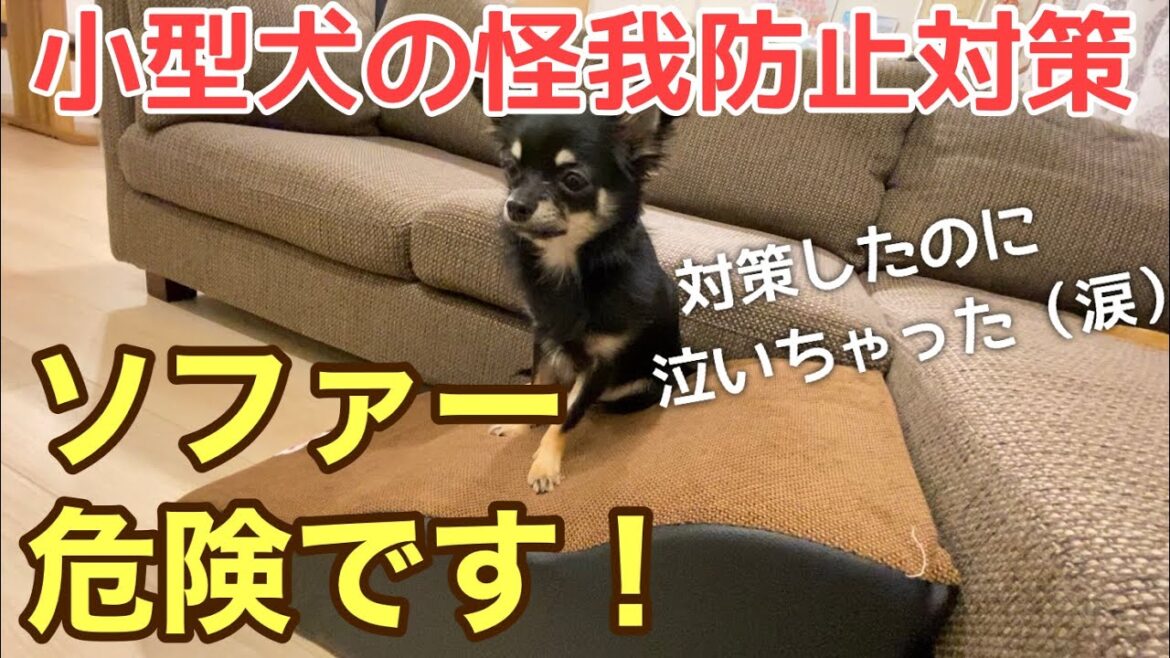 かわいい犬|ロングコートチワワのウルくん【小型犬の怪我防止対策!!骨折しやすい愛犬を守ろう】 かわいい犬|ロングコートチワワのウルくん【小型犬の怪我防止対策!!骨折しやすい愛犬を守ろう】