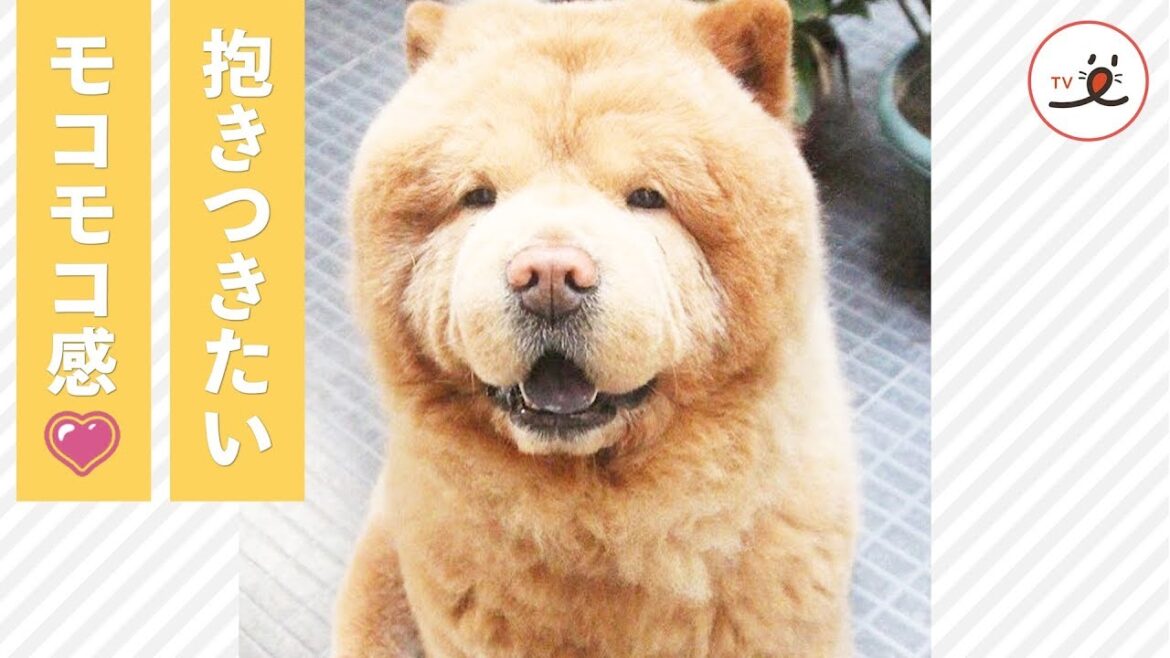 子犬の頃からクマさんのような見た目♡ 大きく成長したチャウ・チャウ犬は…  【PECO TV】