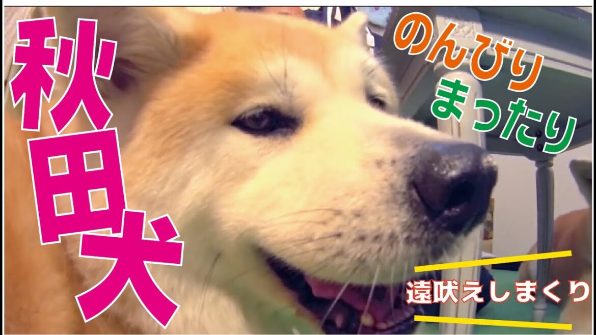 【最大の日本犬】秋田犬スペシャル！