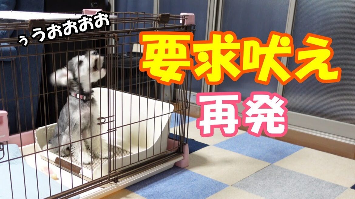 【子犬の要求吠え】要求吠えが再発したので色々お話しします【ミニチュアシュナウザー多頭飼い】 1