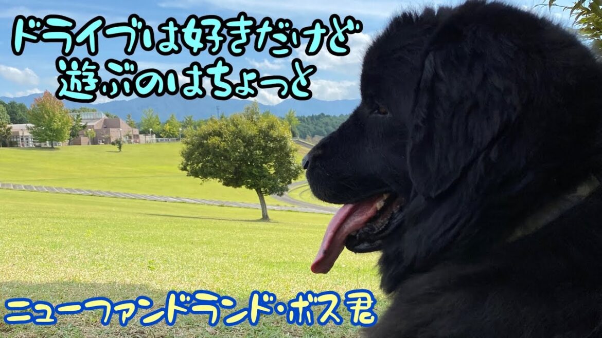 くっつき虫が😭 ニューファンドランド  ボス君 グレートデン クィーンちゃん 大型犬 超大型犬 多頭飼育 渡辺ボス newfoundlanddog BOSS greatdanedog Queen