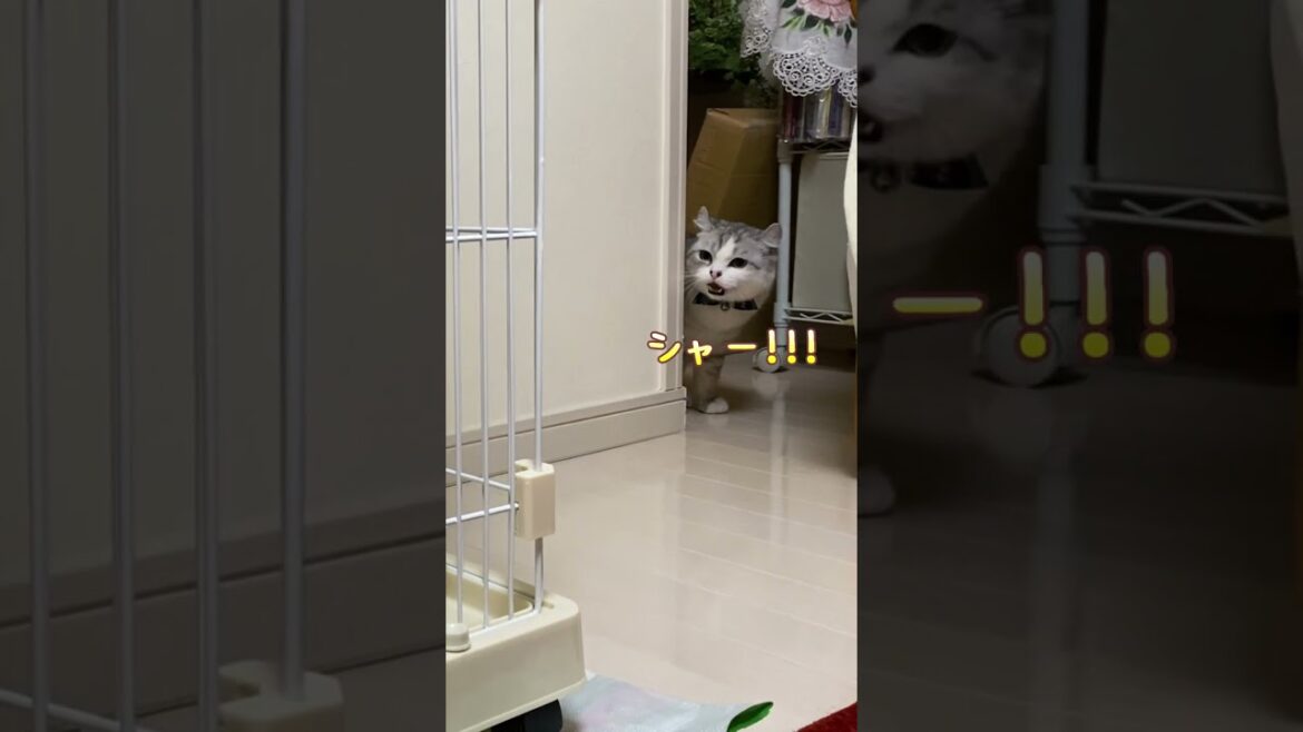 弟猫と初対面した兄猫の反応が…@shotrs