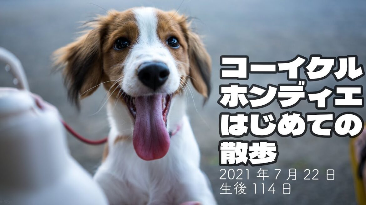 【コーイケルホンディエ】初めて散歩する子犬