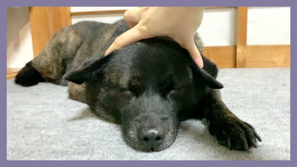 【甲斐犬】寝てる時にちょっかい出されても全く怒らない犬が優しすぎて癒される…！