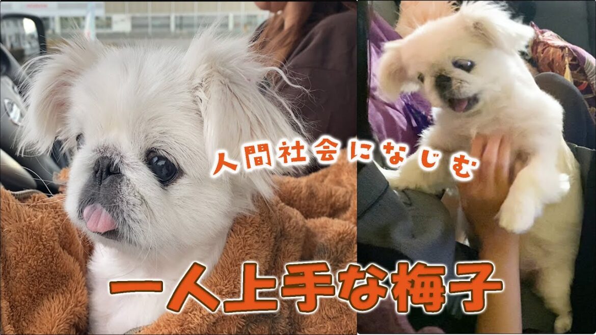 １人上手な【ペキニーズ】梅子