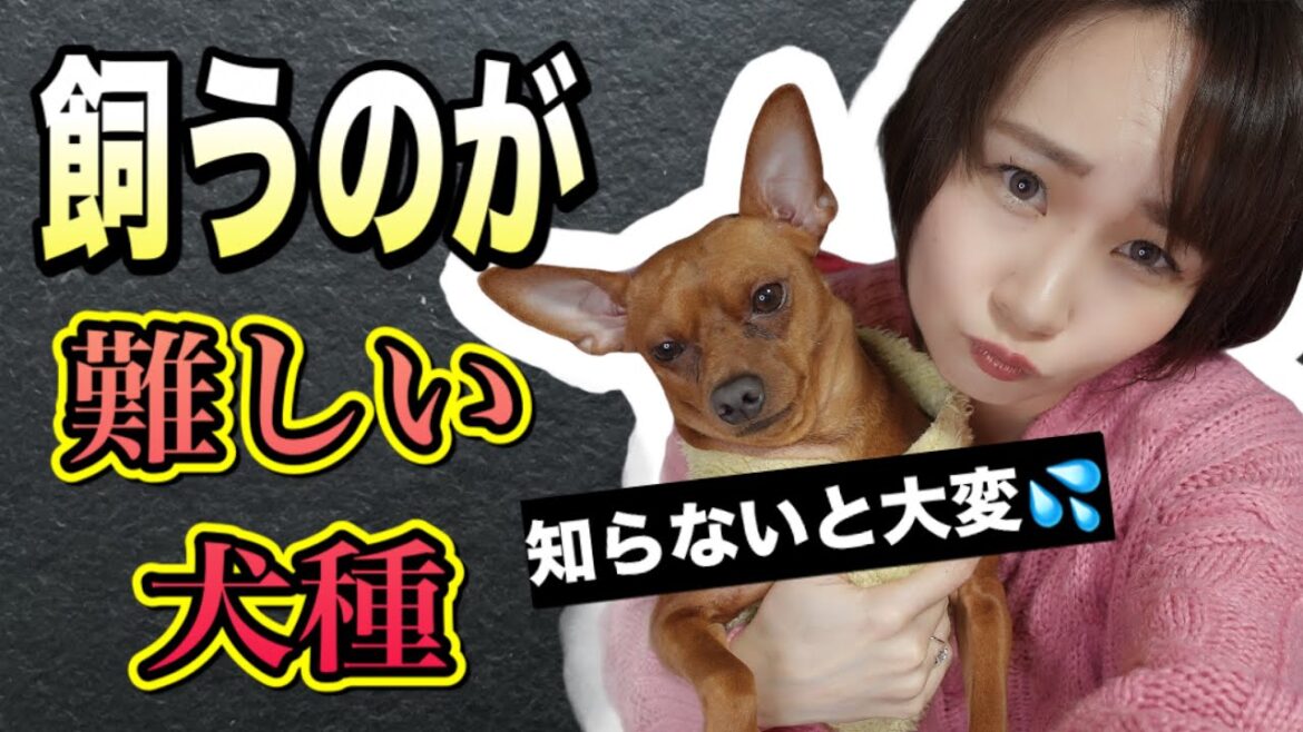 飼うのが難しいといわれる犬種・簡単な犬種（おまけ）