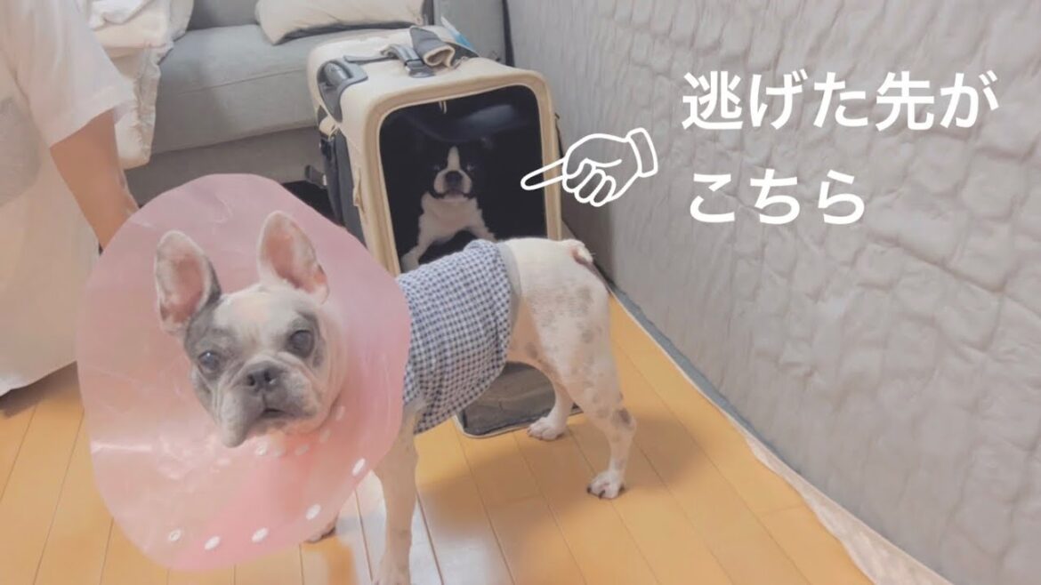 実家から来たフレブルに圧倒され居場所が無くなるボストンテリア
