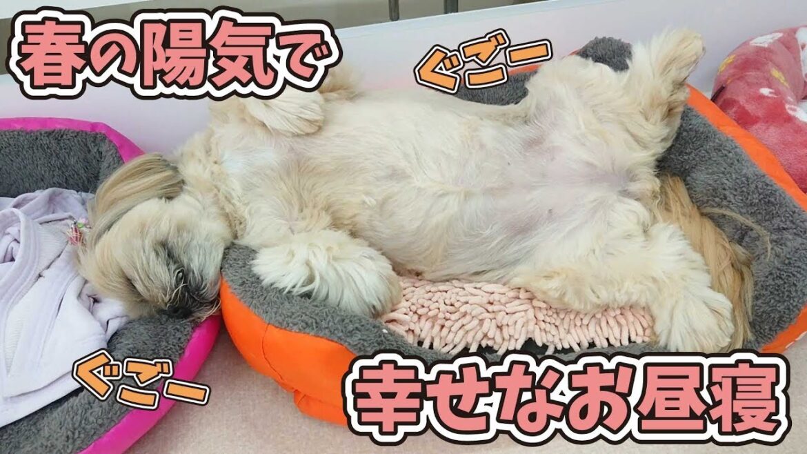 桜咲き、夢見心地な、ラサアプソ ～ひみつきち心の俳句～ 【ひみつきちなう！①】2019年3月20日