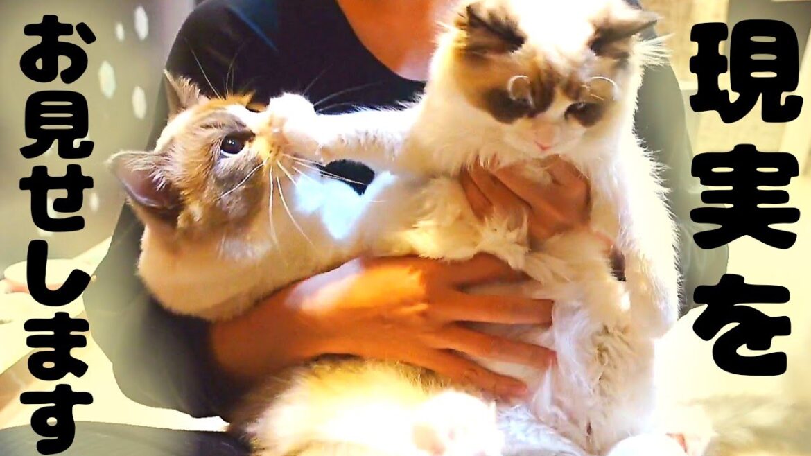 猫の抜け毛！ラグドール(長毛猫)を飼ったらこうなる(´ﾟ×ﾟ｀)ありのままをお見せします