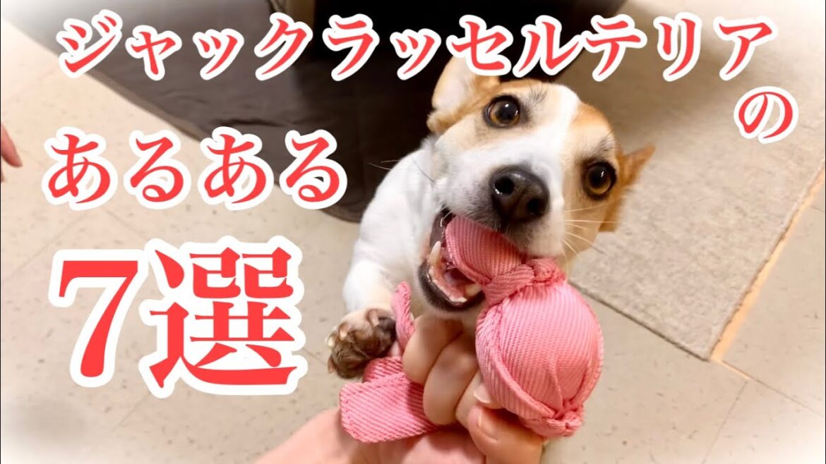 ジャックラッセルテリアのおもしろ行動7選‼︎【ジャックラッセルテリアのミラ】Mira Jack Russell Terrier