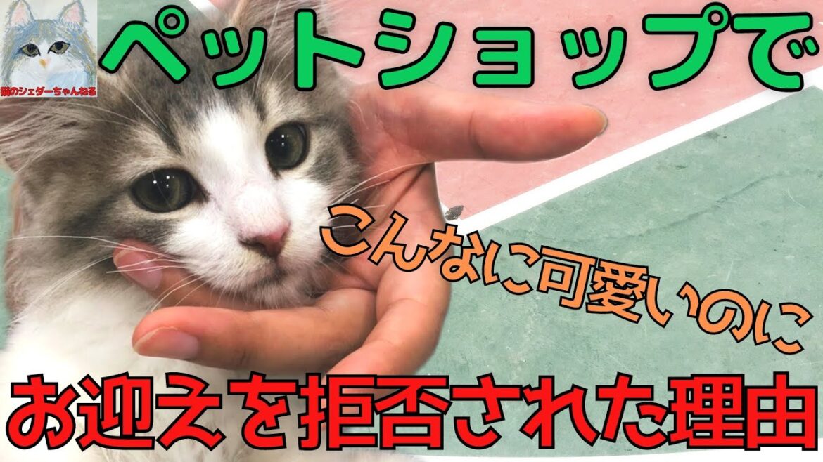 愛猫をペットショップでお迎え拒否された！その理由がこちら【ノルウェージャンフォレストキャット】
