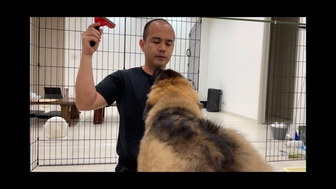 【超大型犬】　ブラッシング　Leonberger　レオンベルガー