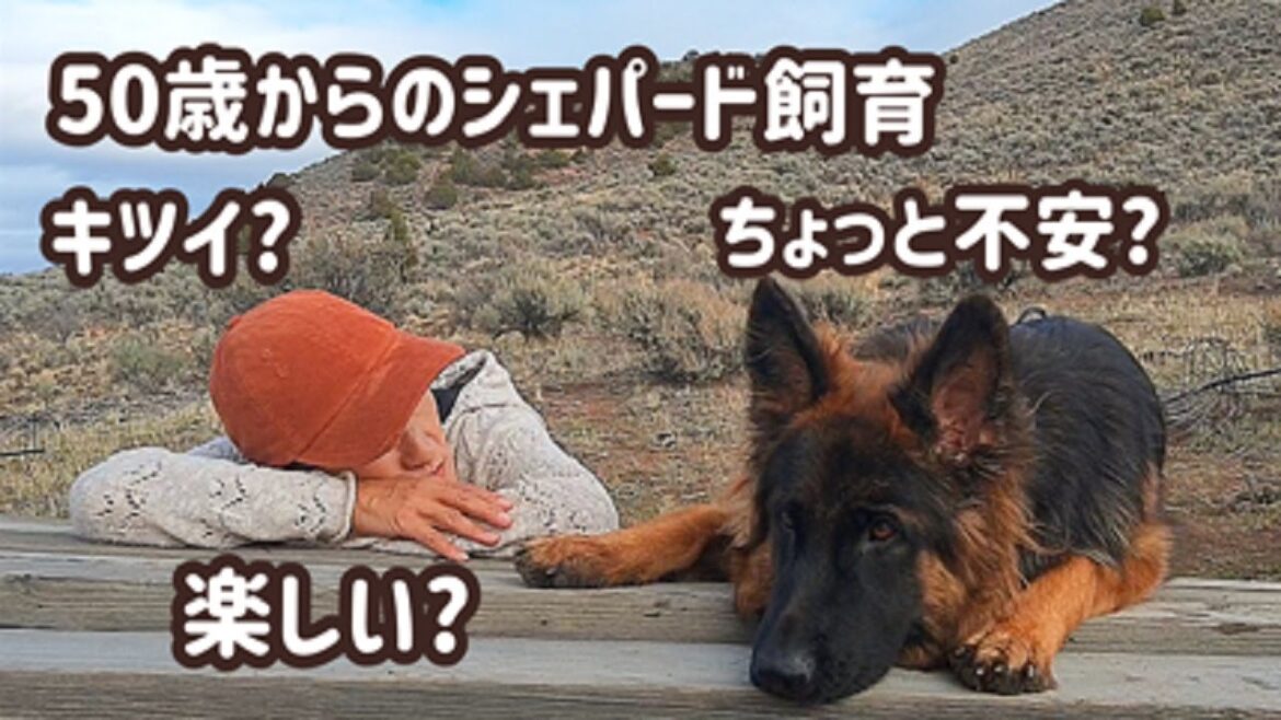【ジャーマンシェパード】50歳からのシェパード飼育、きつい？それとも楽しい？