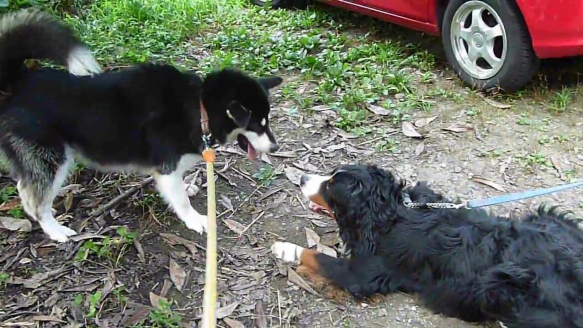 [大型犬のぶつかり稽古]-バーニーズマウンテンドックとアラスカンマラミュート