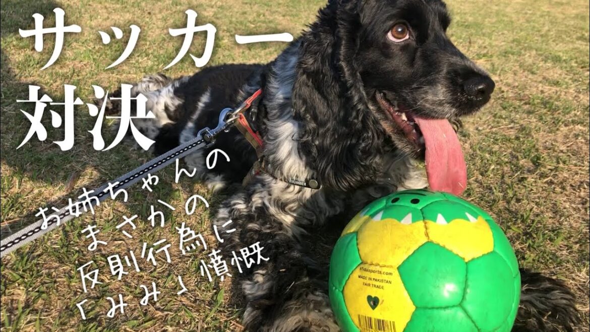 【外遊び#1】お姉ちゃんとサッカー対決　イングリッシュコッカースパニエル 「みみ」の気持ち