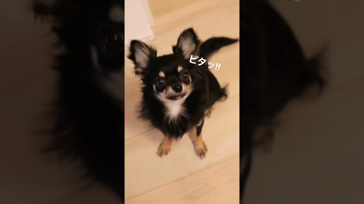かわいい犬|ロングコートチワワのウルくん【最後がキュン😳💘見つめてくるチワワが可愛すぎる😍】