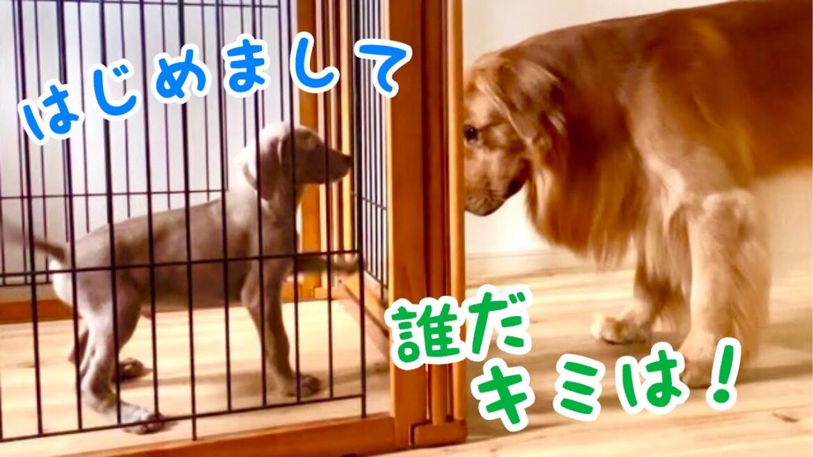 子犬、兄とドキドキの初対面!!