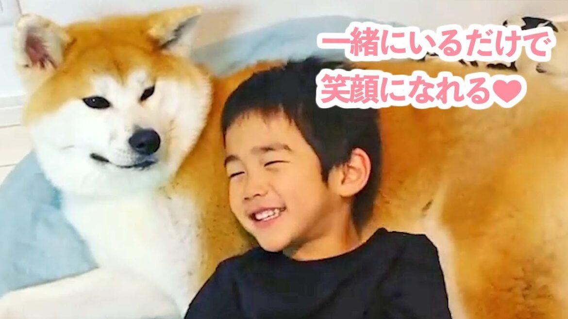 人間のお兄ちゃんたちに秋田犬の妹が出来ました♡ 3兄妹の成長の日々に密着