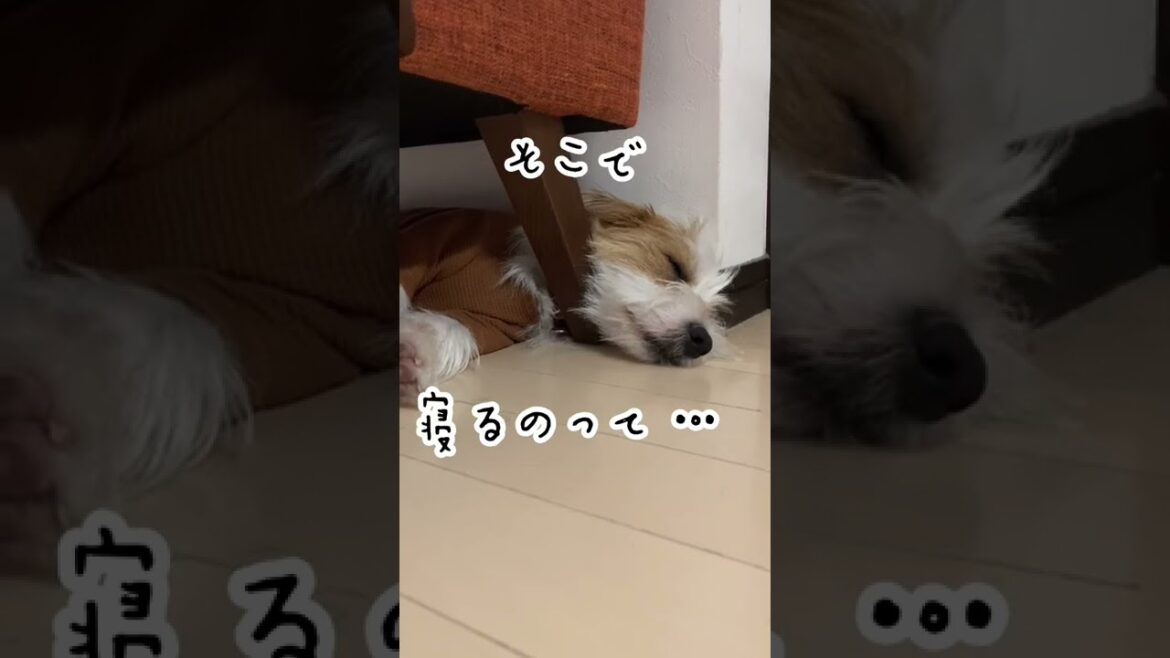 そこで寝るのって…#shorts #ジャックラッセルテリア#dog