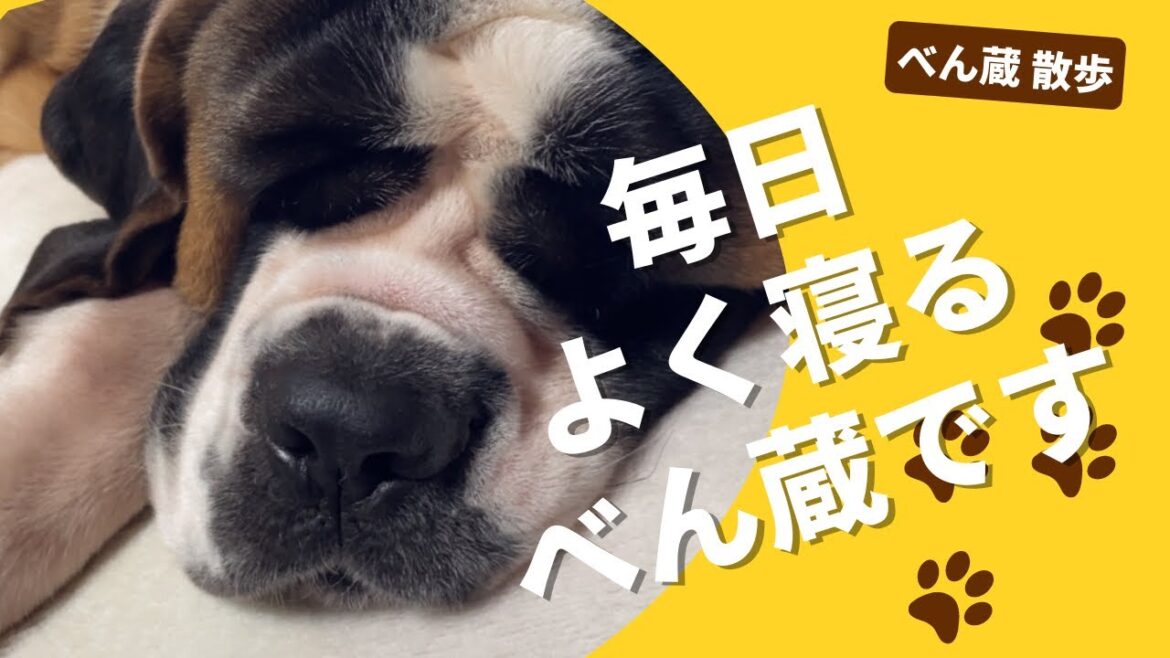 【大型犬 セントバーナード】一日のほとんどを、寝て過ごすべん蔵です🐶
