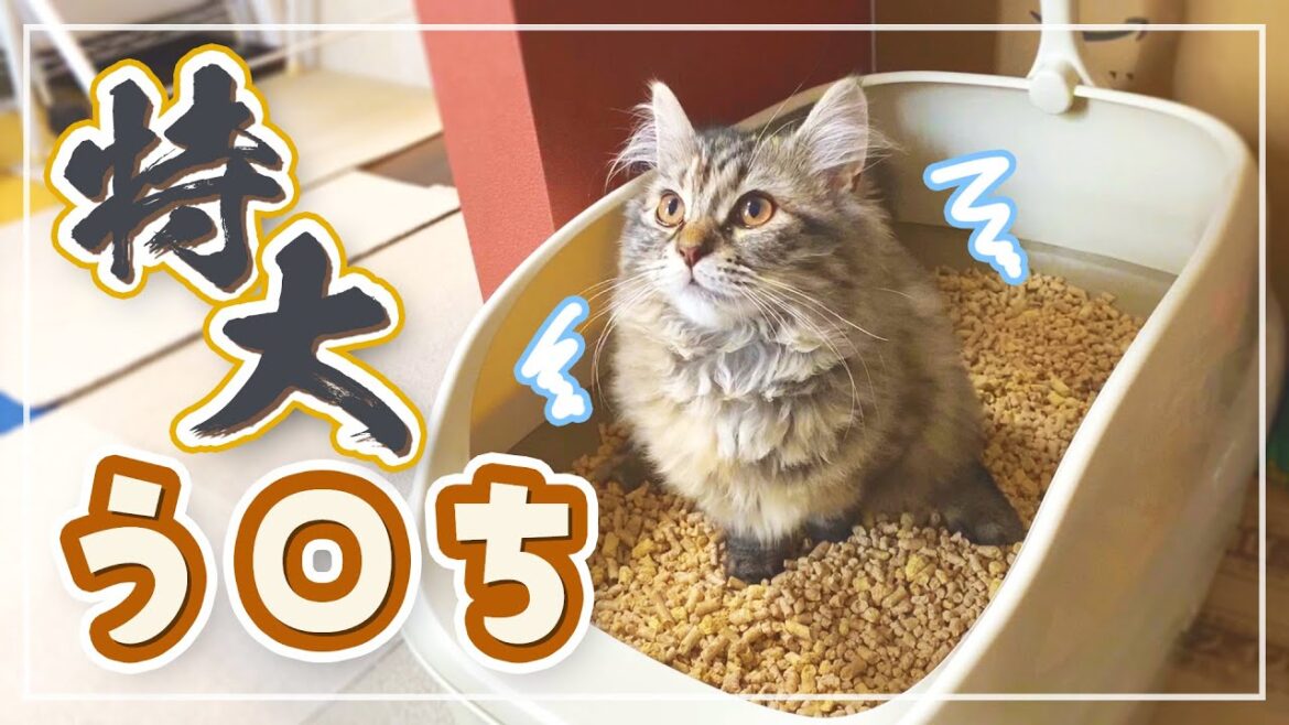 【サイベリアン】子猫にドライササミをあげていたら特大うんちをするようになりました