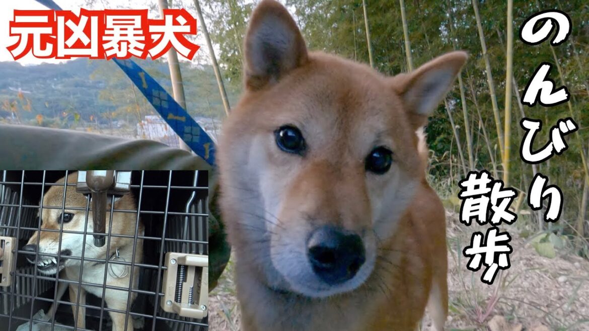 元凶暴柴犬　巧くんとのんびり散歩（施設近況報告）