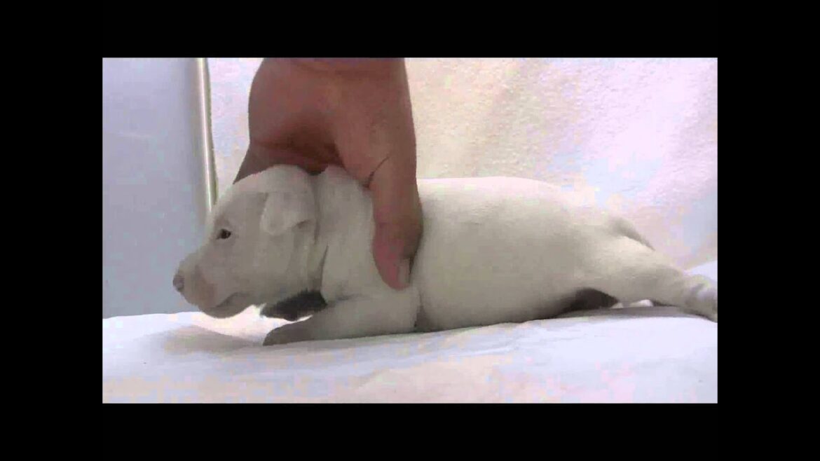 ミニチュアブルテリアの子犬06
