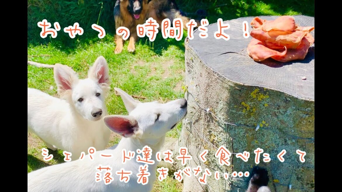 おやつの時間だよ！in デンマークの島暮らし「ジャーマンシェパード」「ホワイトスイスシェパード」「ミニチュアピンシャー」「グローネンダール」