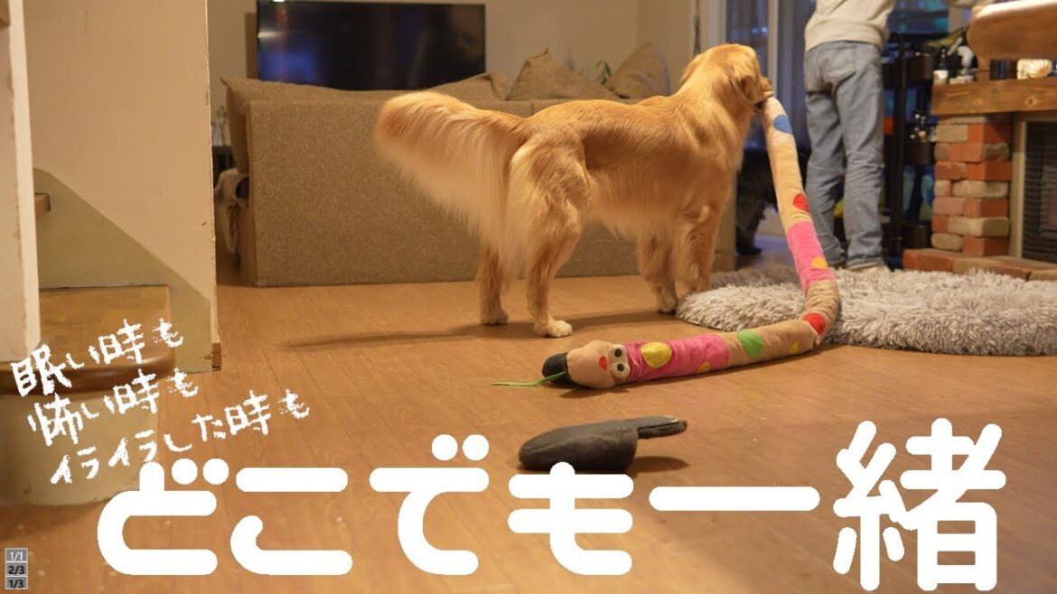 大きなぬいぐるみを持って歩く1歳ゴールデンレトリバー