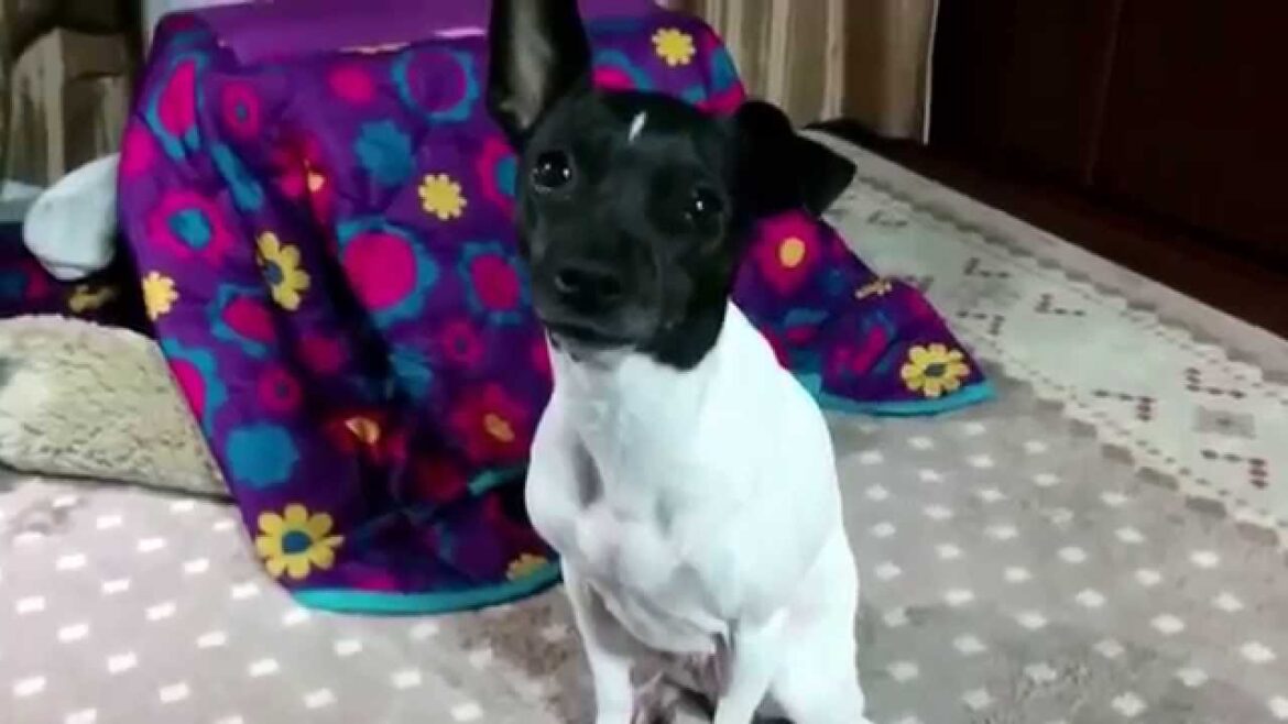 お風呂上がりのツヤツヤmuscle日本テリア