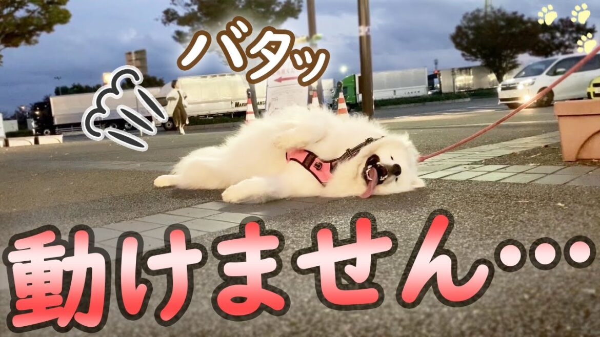 お散歩に疲れて動けなくなったサモエドさくら お散歩に疲れて動けなくなったサモエドさくら