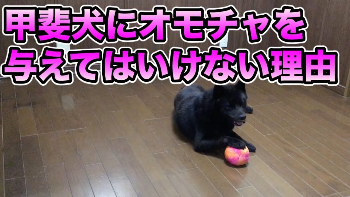 凶暴？止めることのできない行動【甲斐犬】