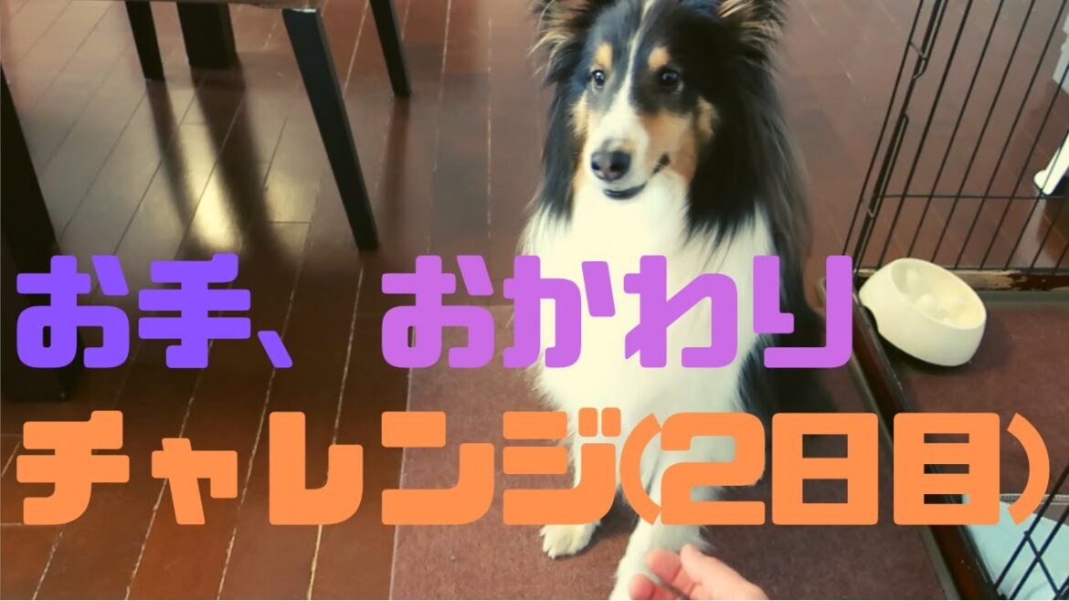 【犬のしつけ】シェットランドシープドッグ（シェルティ）基本のお手、おかわりが出来るまで挑戦する（2日目）