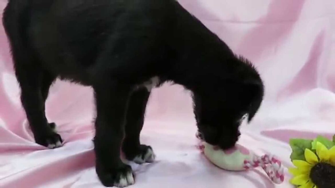 アイリッシュウルフハウンド　2015年4月16日生まれ