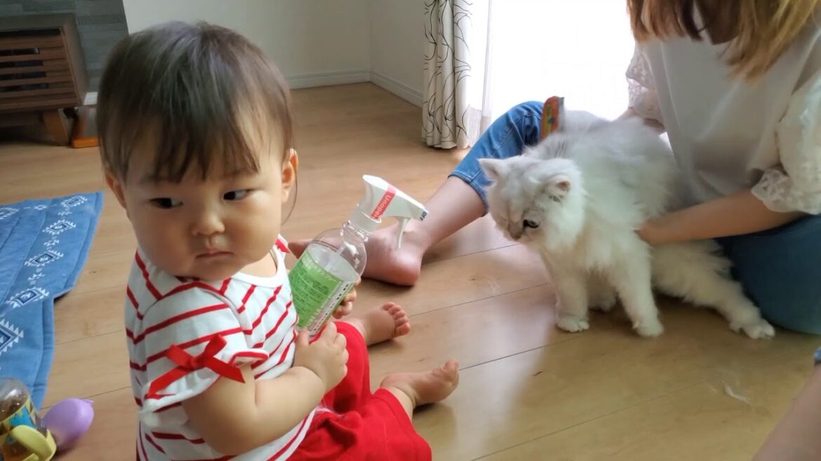 ペルシャ猫のブラッシングを手伝う赤ちゃん