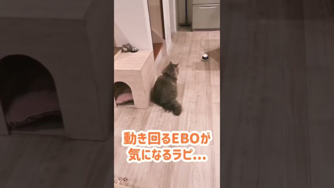 うちの猫に新たな友達が出来ました。【サイベリアンのラフィ】#shorts