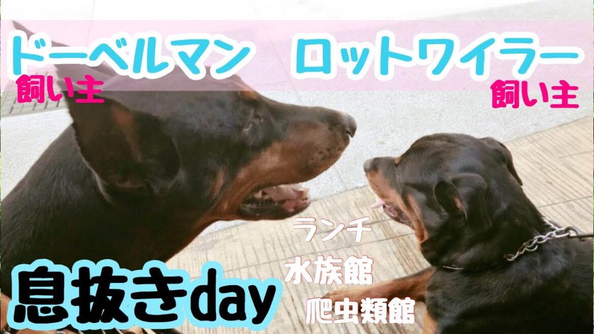ドーベルマン・ロットワイラー飼い主の息抜きDAY【doberman】