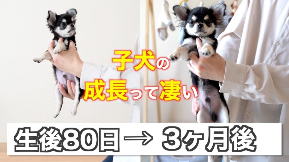 【生後80日】極小チワワの子犬が2倍に成長！？🐶お迎えして３ヶ月の記録