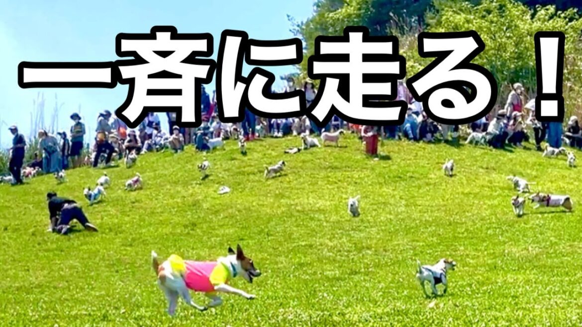 【パニック】１００頭のジャックラッセルが一斉に走り出す！［しゃべる犬 ジャックラッセルテリア］