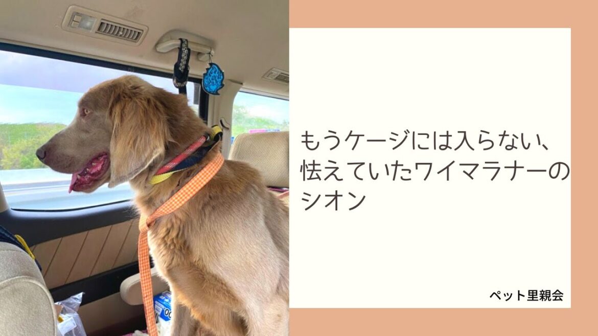 もうケージには入らない、怯えていたワイマラナーのシオン