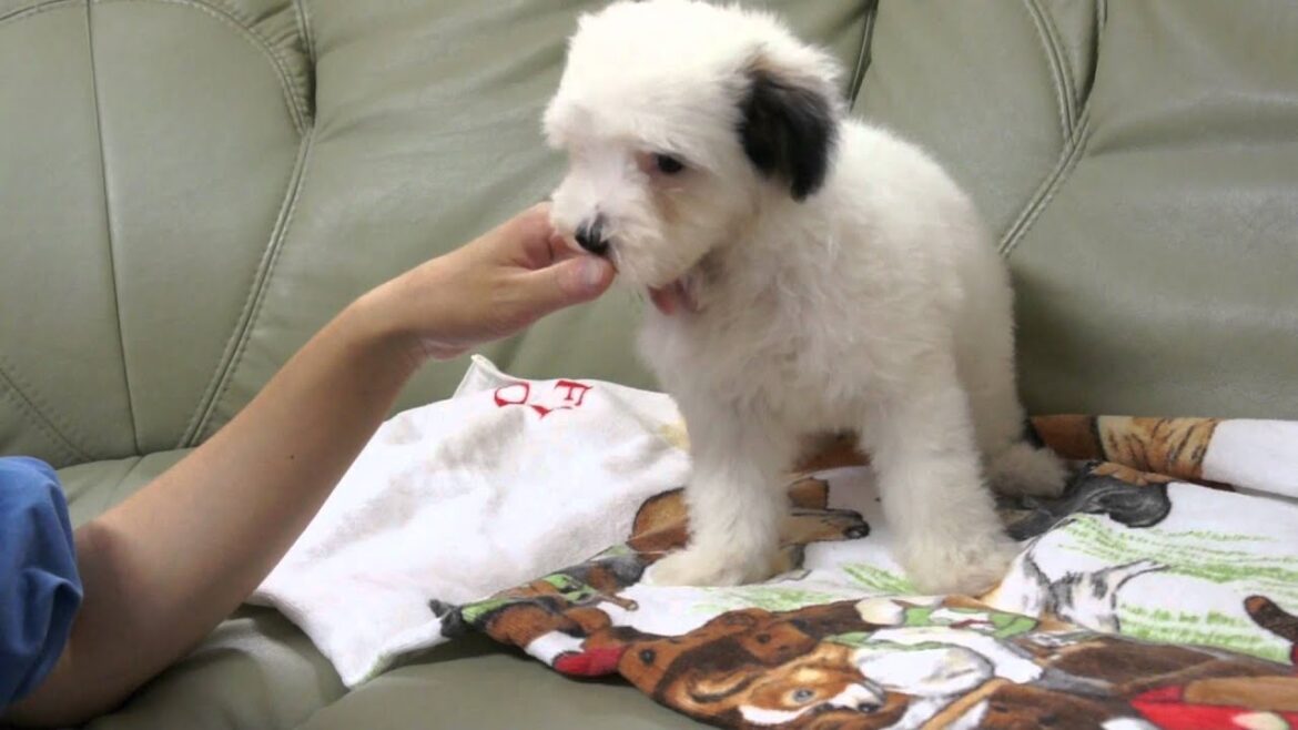 チャイニーズクレステッドドッグの子犬2011.05.17