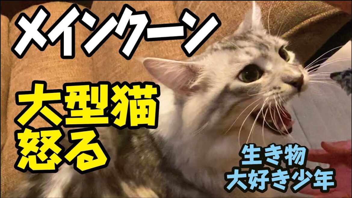 【メインクーン】大型猫が興奮したら？普段は大人しくおだやかな性格の猫が豹変！Maine Coon
