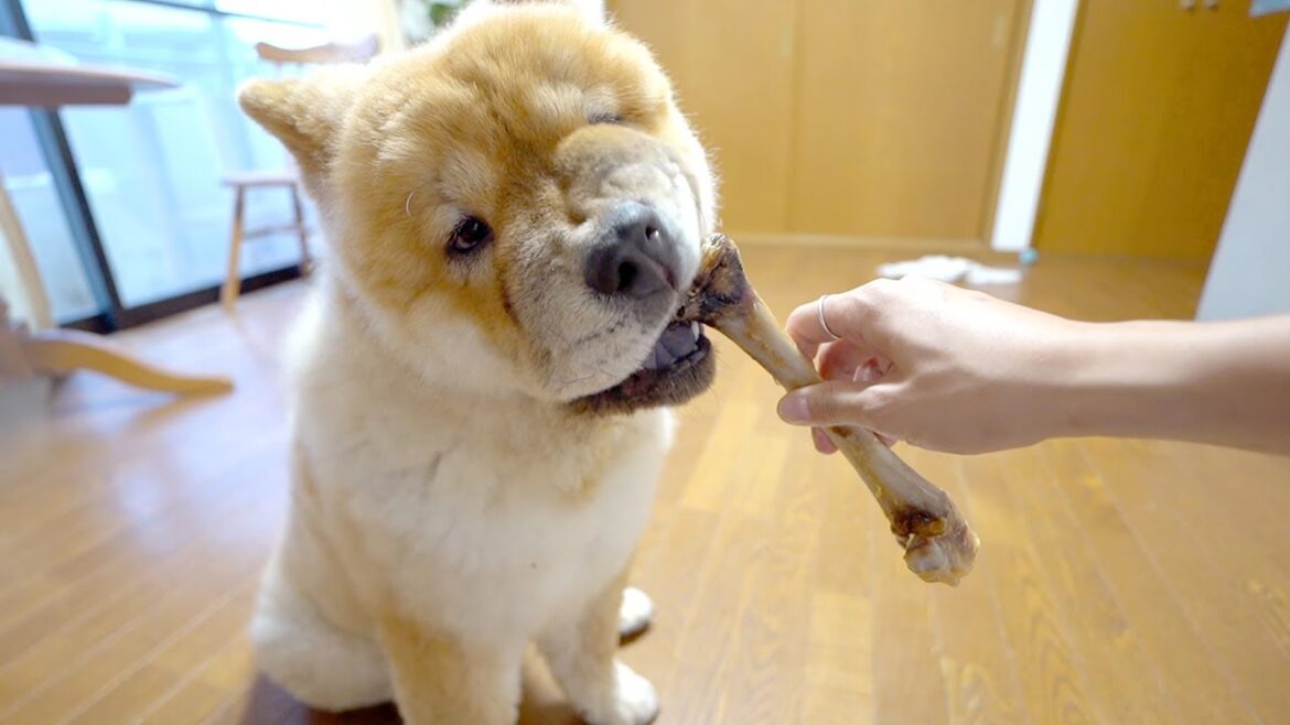 チャウチャウ犬に本物の骨をあげたら完全に狂ってしまいました