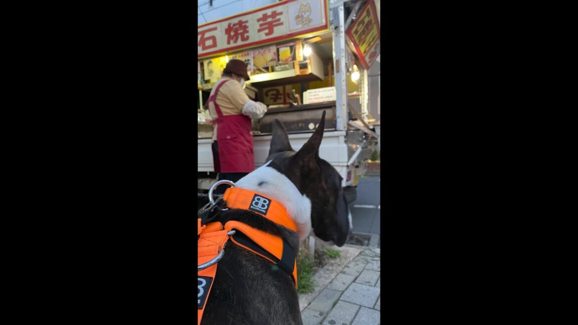 【ブルテリア】たま 家政夫のミタマさん 【ブルテリア】たま 家政夫のミタマさん