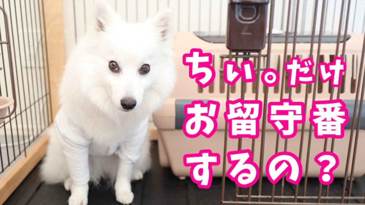 【犬のお留守番】飼い主が外出中に犬はどんな行動をするのか？（ケージ内で留守番編）/ When Dog is Home Alone - Japanese Spitz