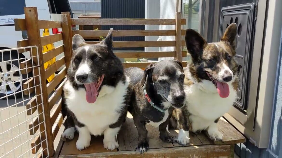 mix犬とコーギーカーディガンのメンズ3人組