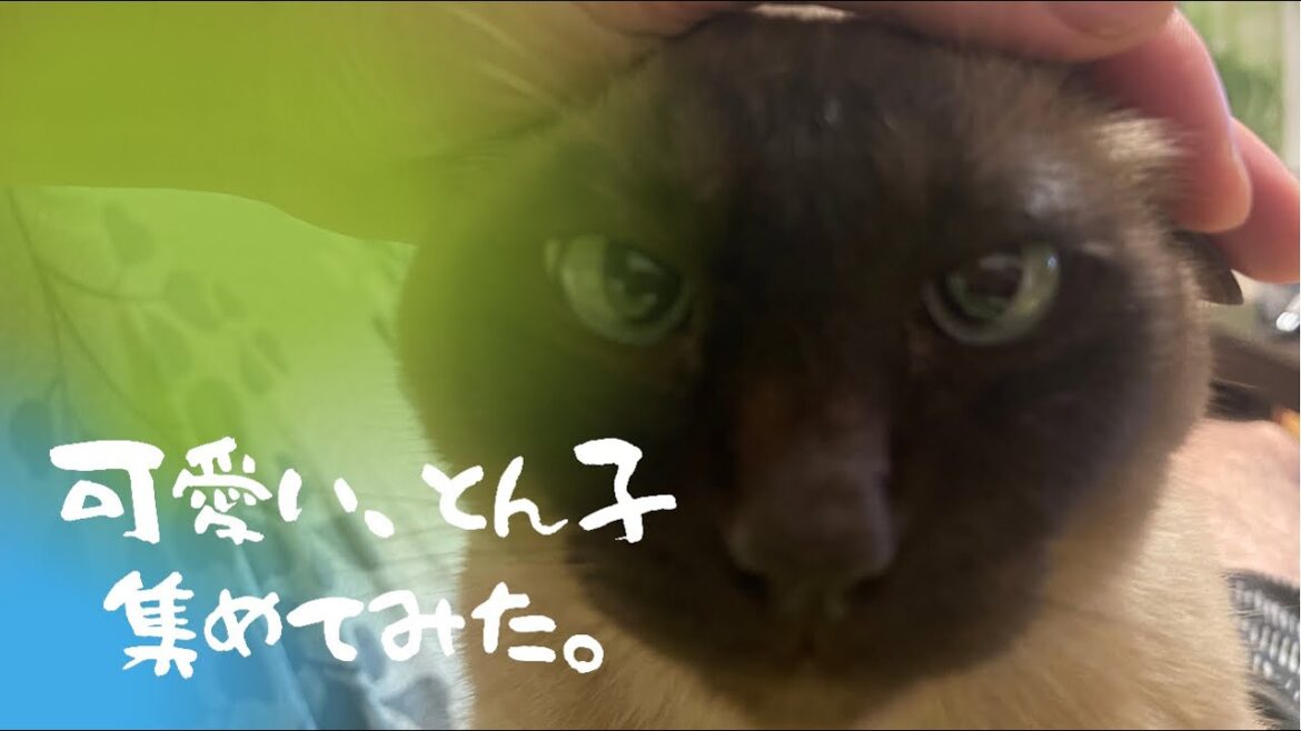猫の日常、アメショーのアンコとトンキニーズのトンコ詰め合わせ動画